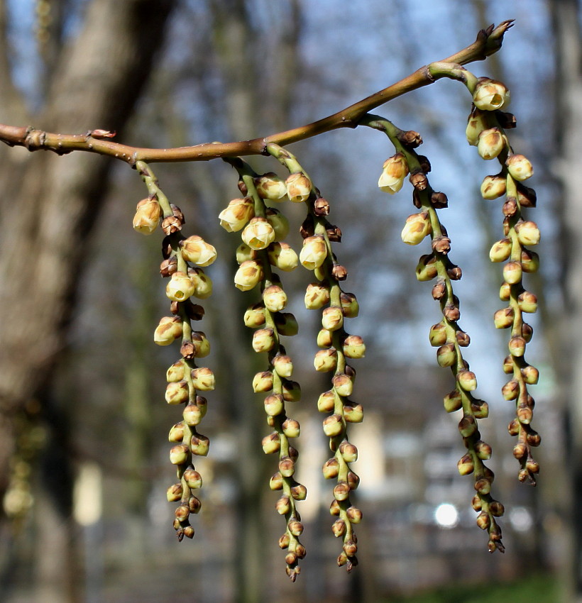 Изображение особи Stachyurus praecox.