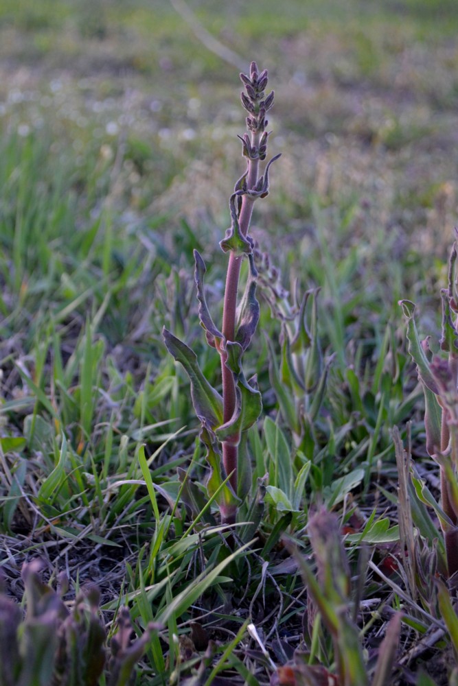 Image of genus Melandrium specimen.