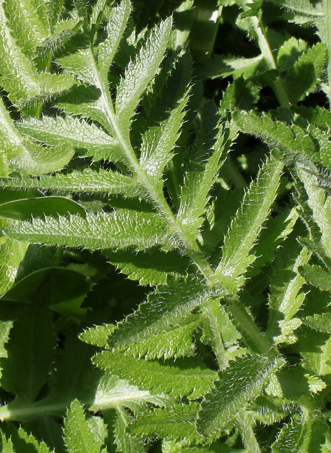 Image of Papaver setiferum specimen.