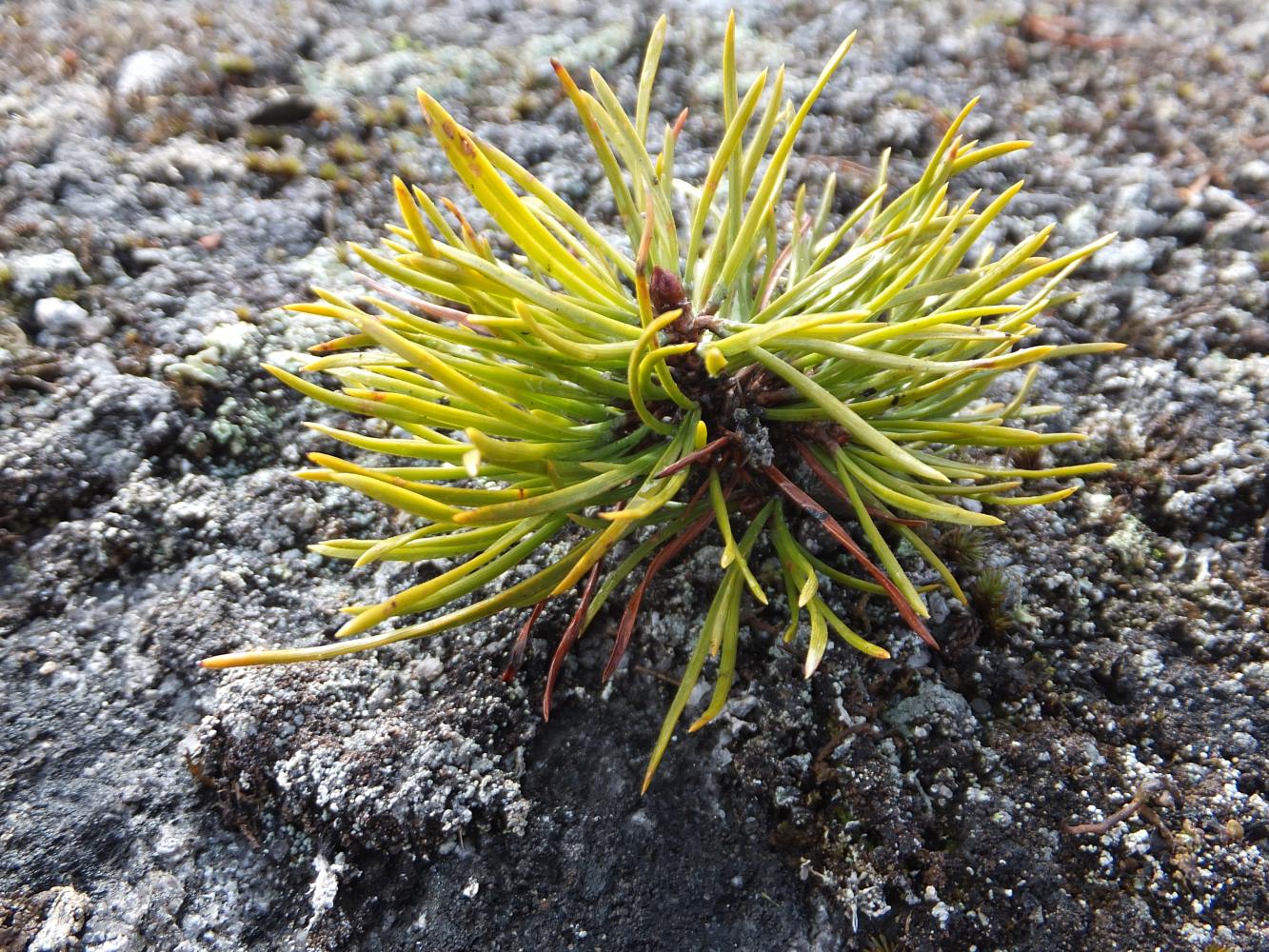 Изображение особи Pinus friesiana.