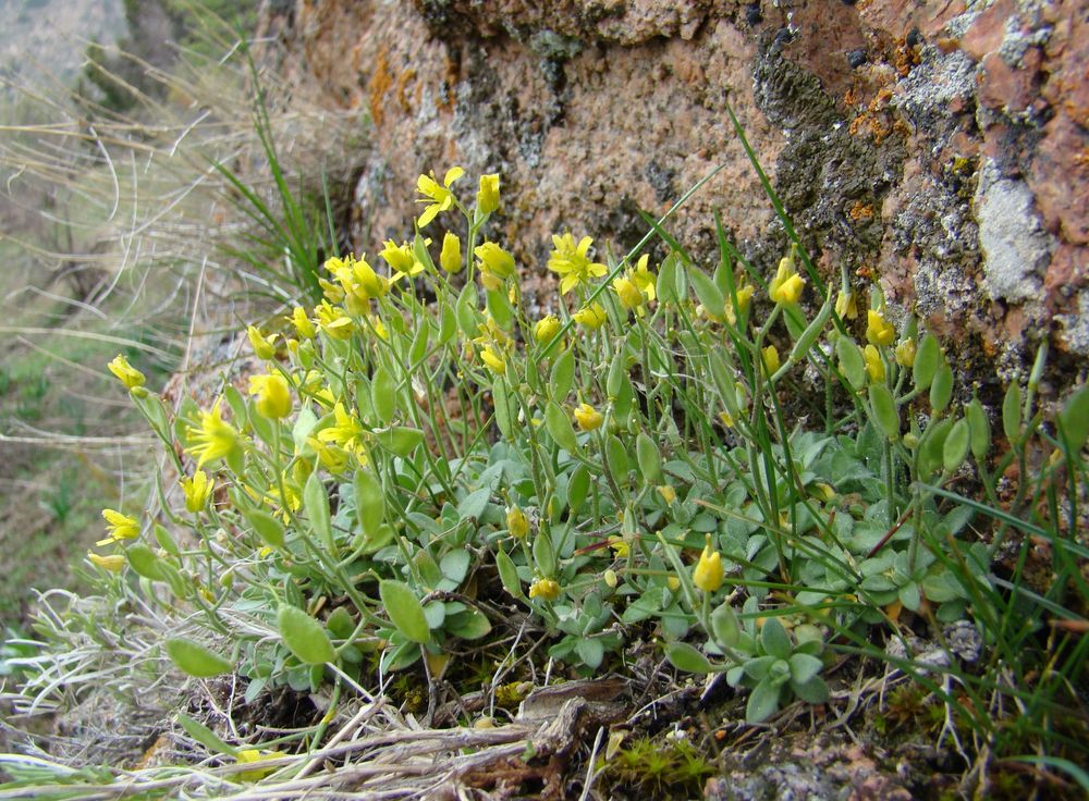 Image of Draba arseniewii specimen.