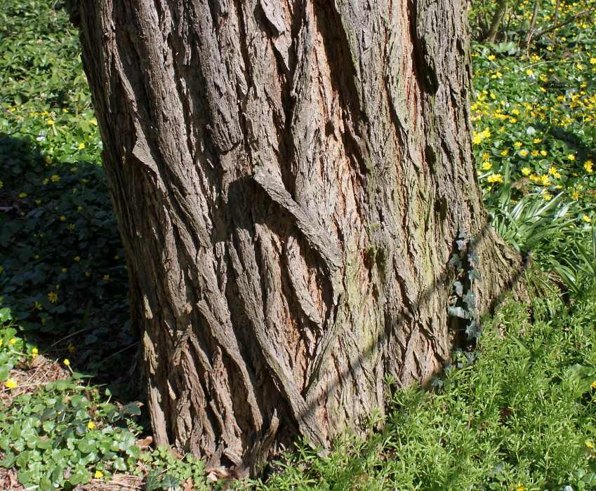 Изображение особи Robinia pseudoacacia.