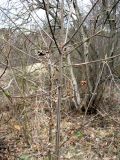 genus Euonymus