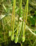 Image of taxon representative. Author is Владимир Свириденко