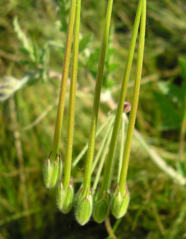 Image of Erodium ciconium specimen.