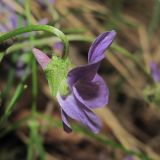 Viola collina