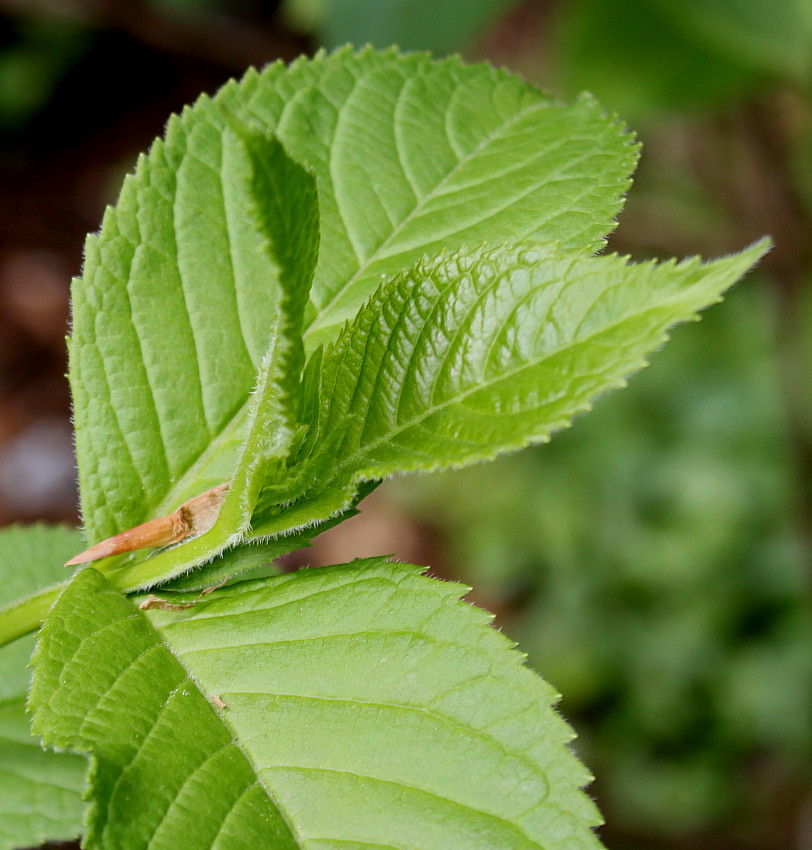Image of Weigela middendorffiana specimen.
