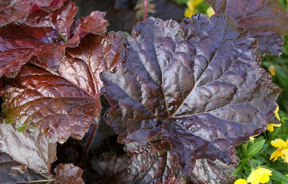 Изображение особи Heuchera micrantha.