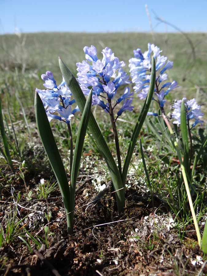 Изображение особи Hyacinthella pallasiana.