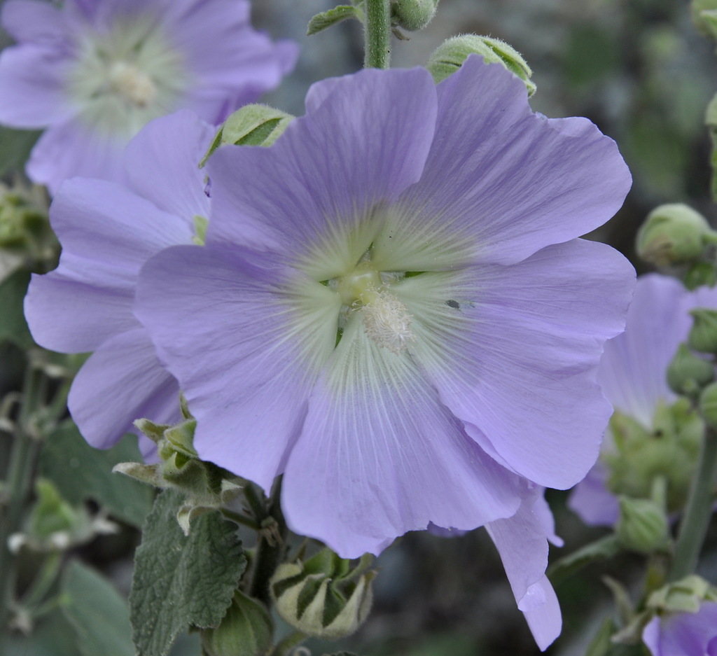 Изображение особи Alcea pallida.