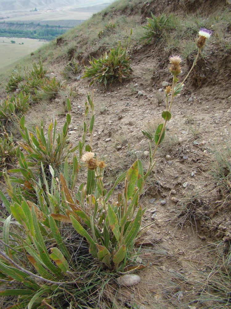 Image of Cousinia rigida specimen.