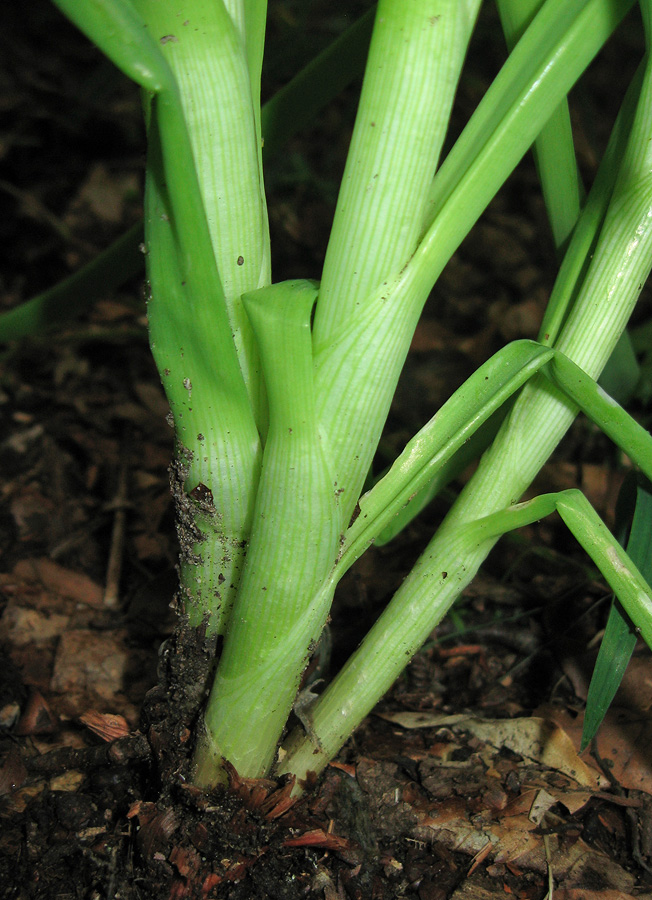 Image of Allium cepa specimen.