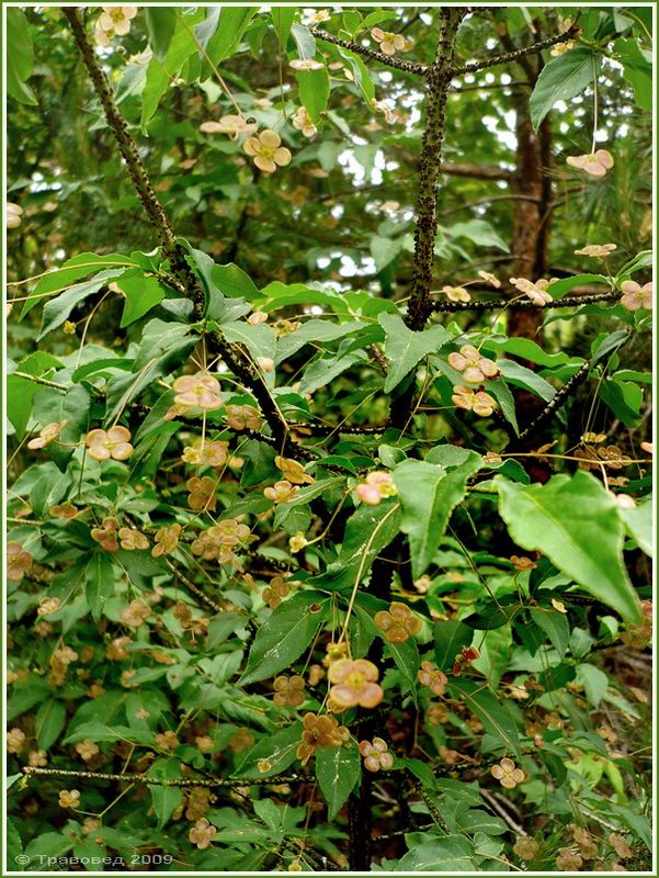 Image of Euonymus verrucosus specimen.