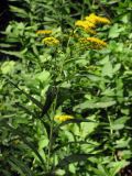 Solidago gigantea