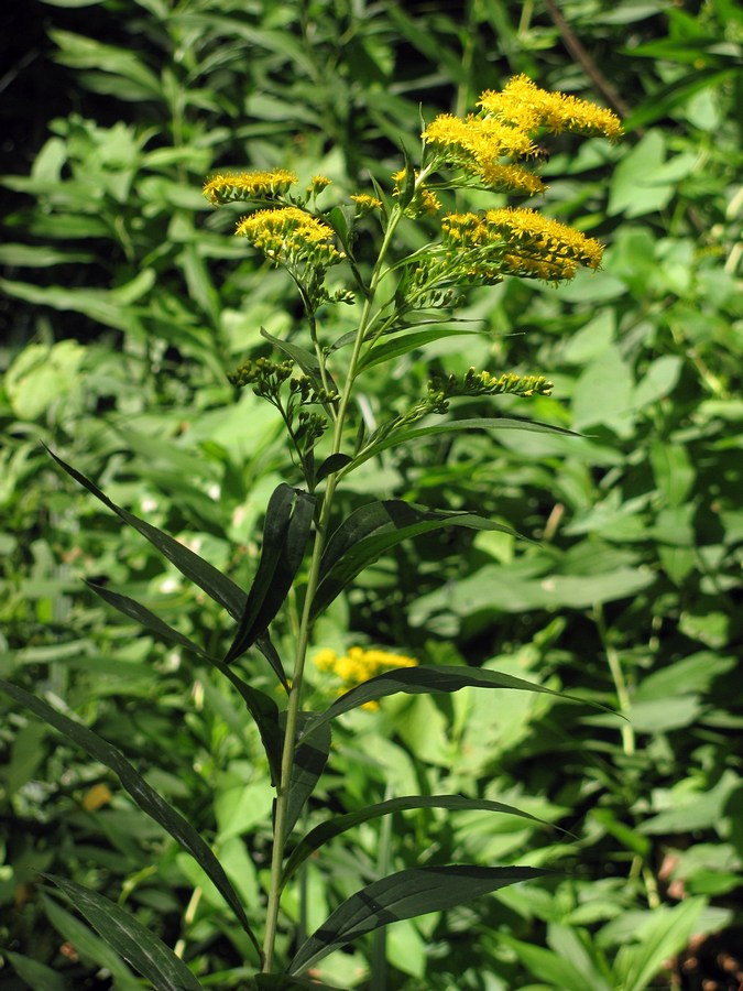 Image of Solidago gigantea specimen.