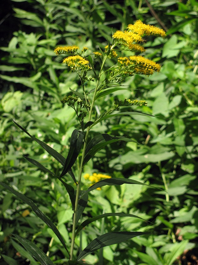 Изображение особи Solidago gigantea.