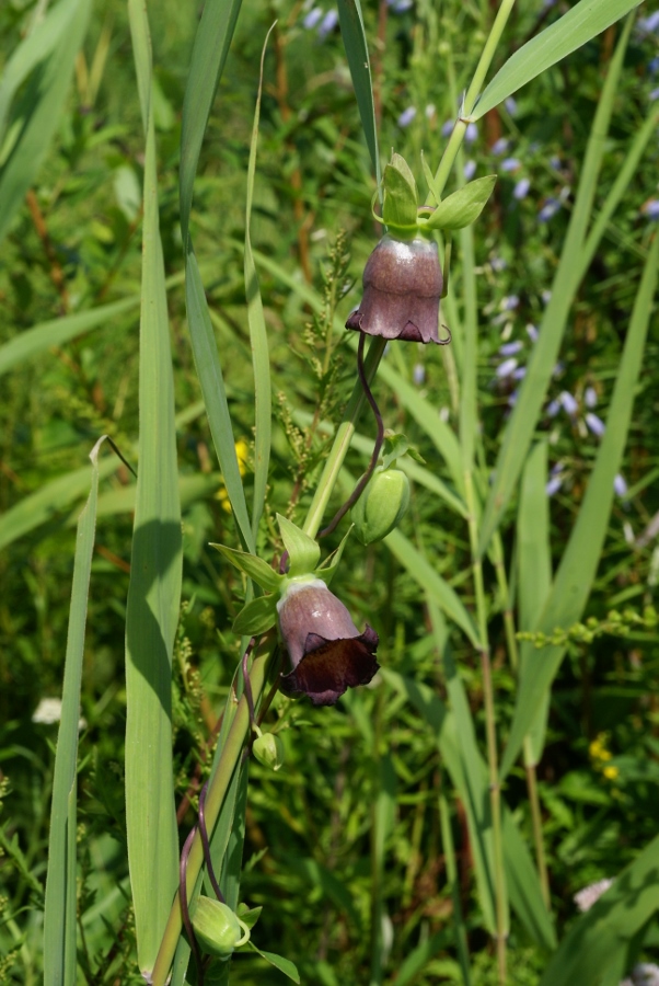 Изображение особи Codonopsis ussuriensis.