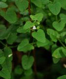 Scutellaria dependens. Верхушка цветущего растения. Приморский край, окр. г. Находка, падь Лебединая, в ольшанике (Alnus japonica). 07.09.2013.