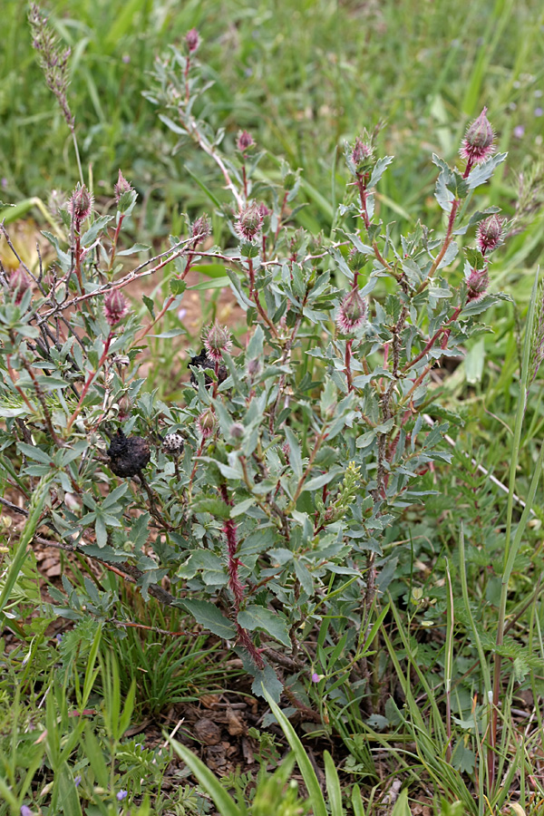 Изображение особи Rosa persica.