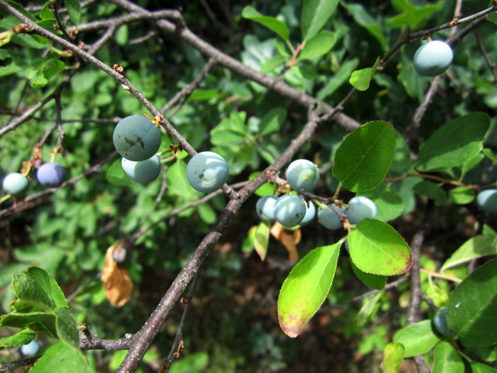 Image of Prunus stepposa specimen.