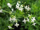 Galium calcareum