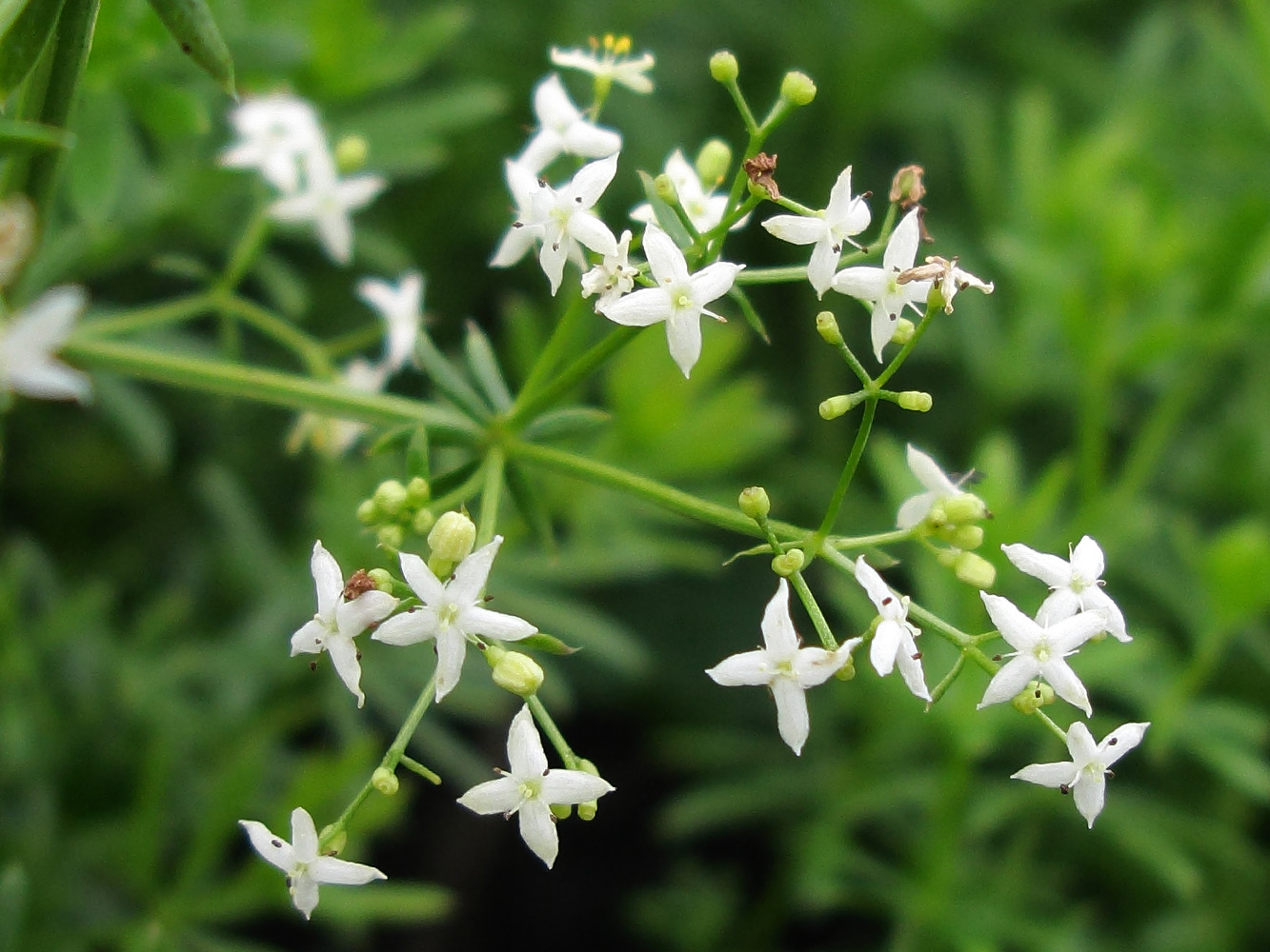 Изображение особи Galium calcareum.