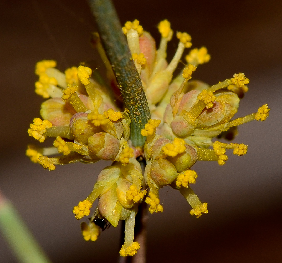 Изображение особи Ephedra aphylla.