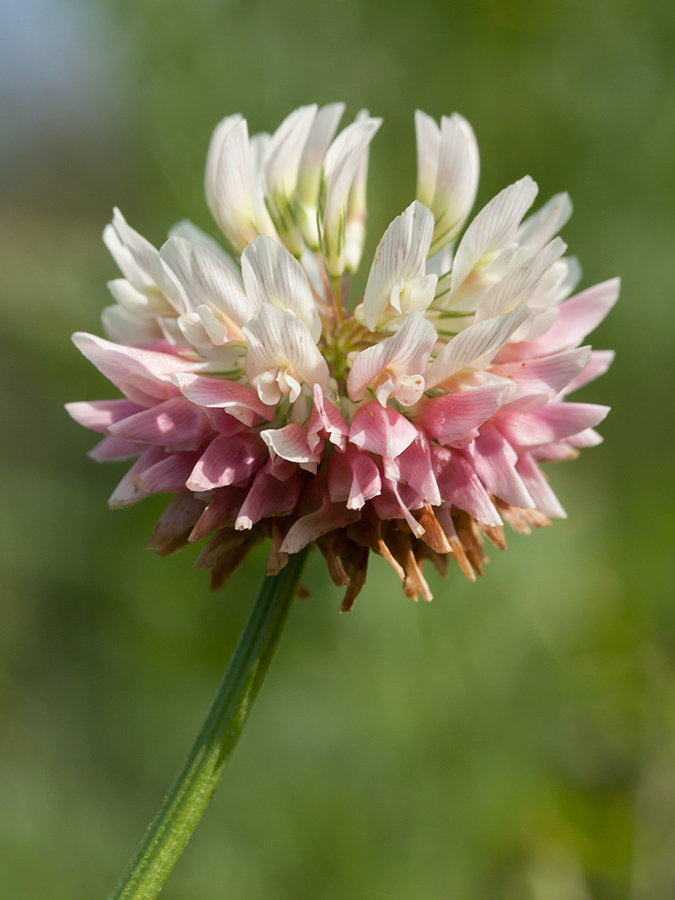 Изображение особи Trifolium hybridum.