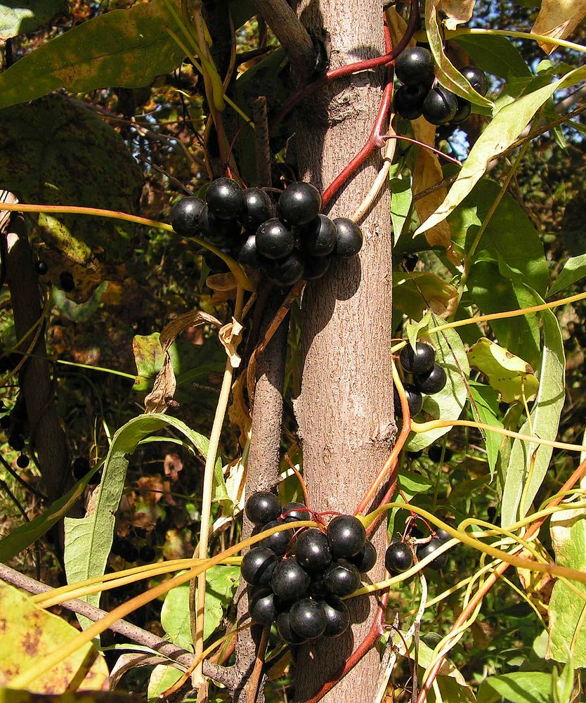 Image of Menispermum dauricum specimen.