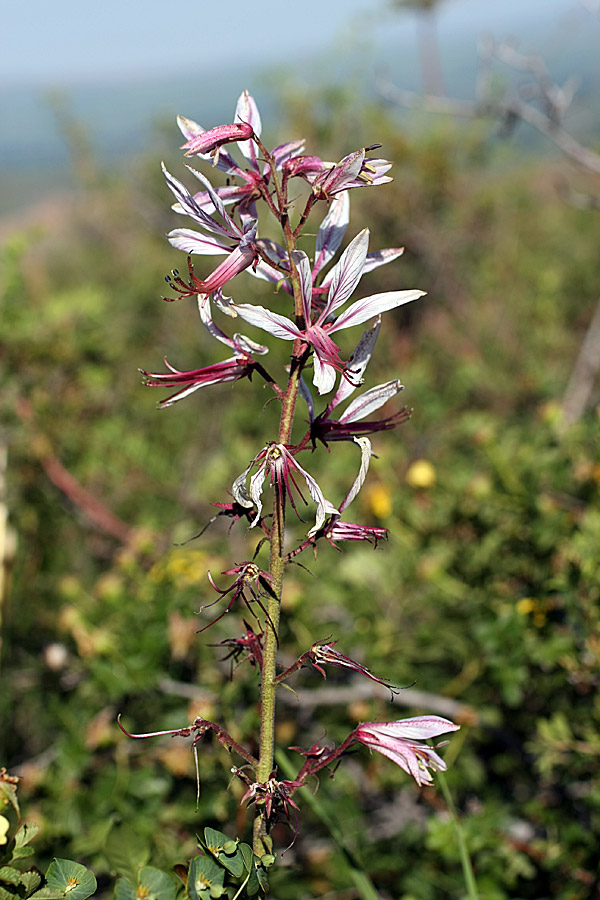 Изображение особи Dictamnus angustifolius.