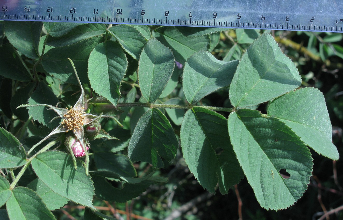 Image of Rosa tomentosa specimen.