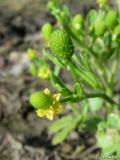 Ranunculus sceleratus