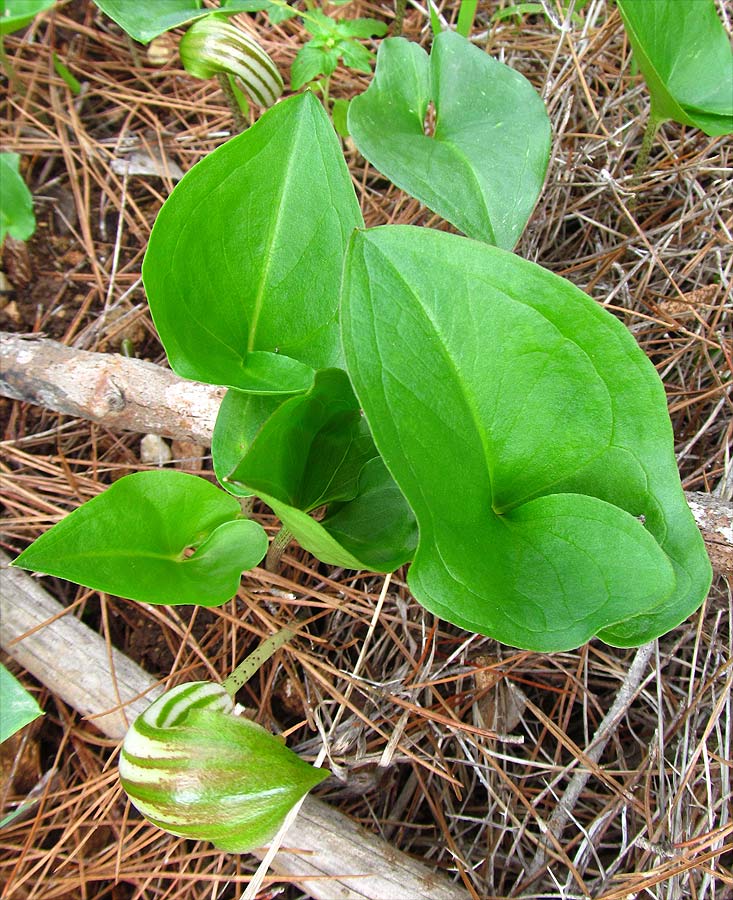 Изображение особи Arisarum vulgare.