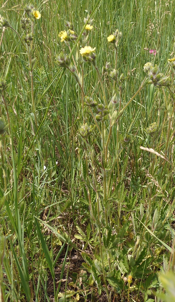 Изображение особи Potentilla recta.