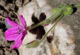 род Erodium