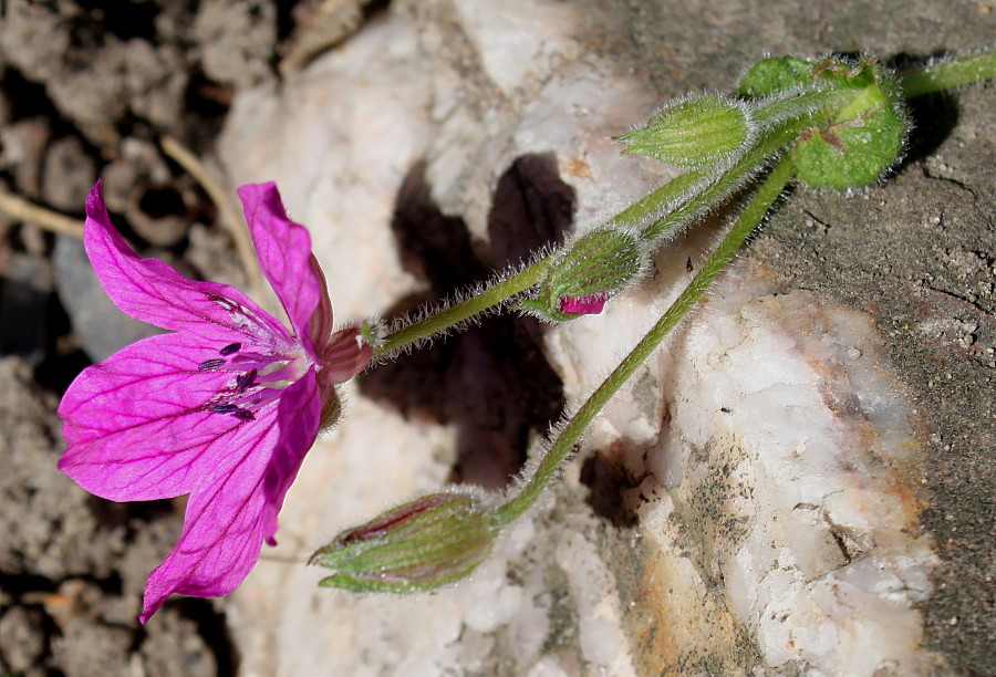 Изображение особи род Erodium.