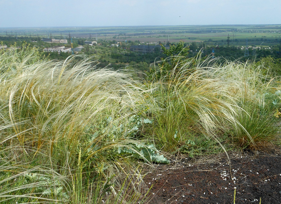 Изображение особи Stipa ucrainica.