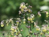 Thalictrum simplex. Часть соцветия. Восточный Казахстан, Уланский р-н, окр. с. Украинка. 29.06.2011.