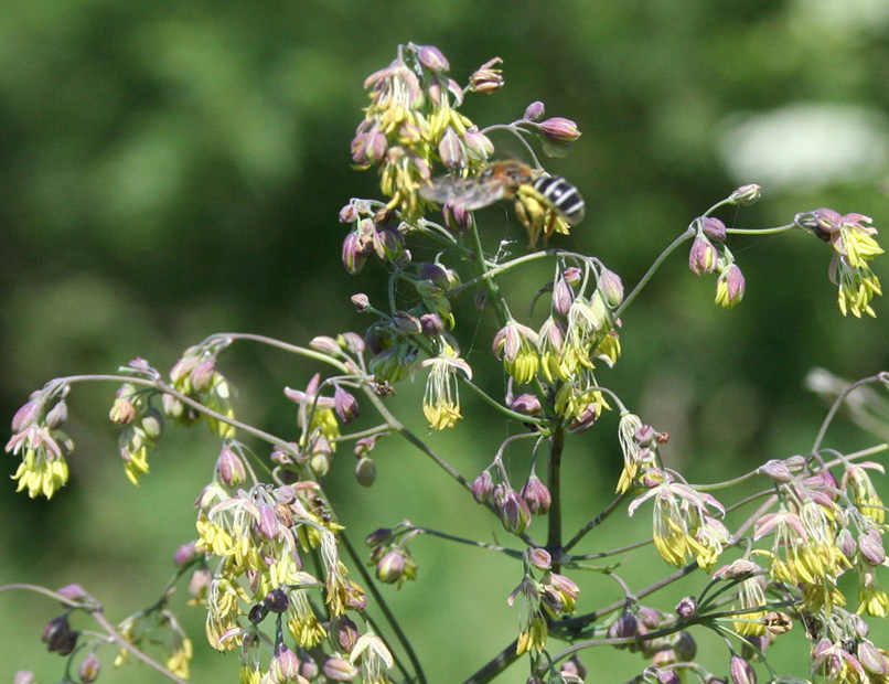 Изображение особи Thalictrum simplex.