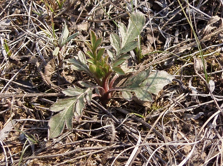 Изображение особи семейство Dipsacaceae.