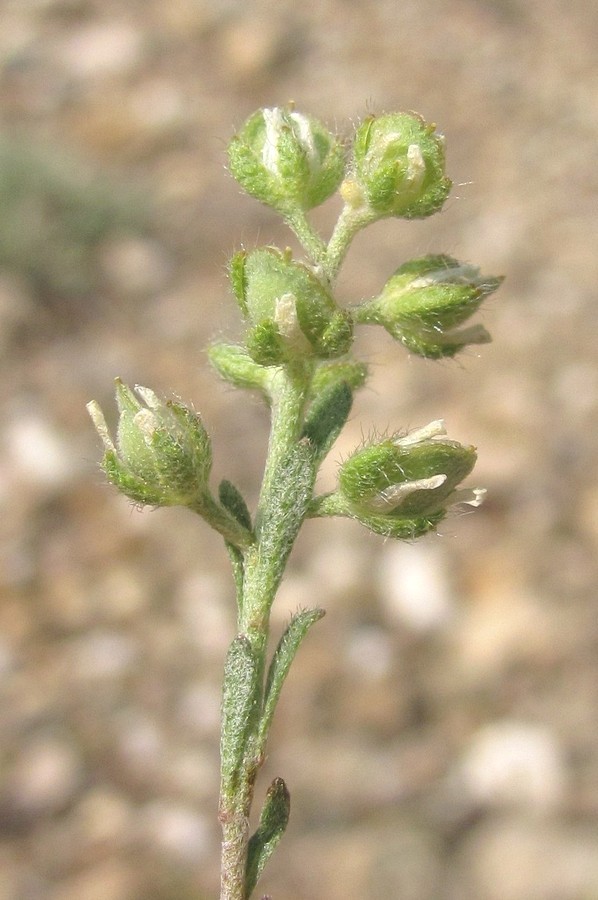 Image of Alyssum alyssoides specimen.