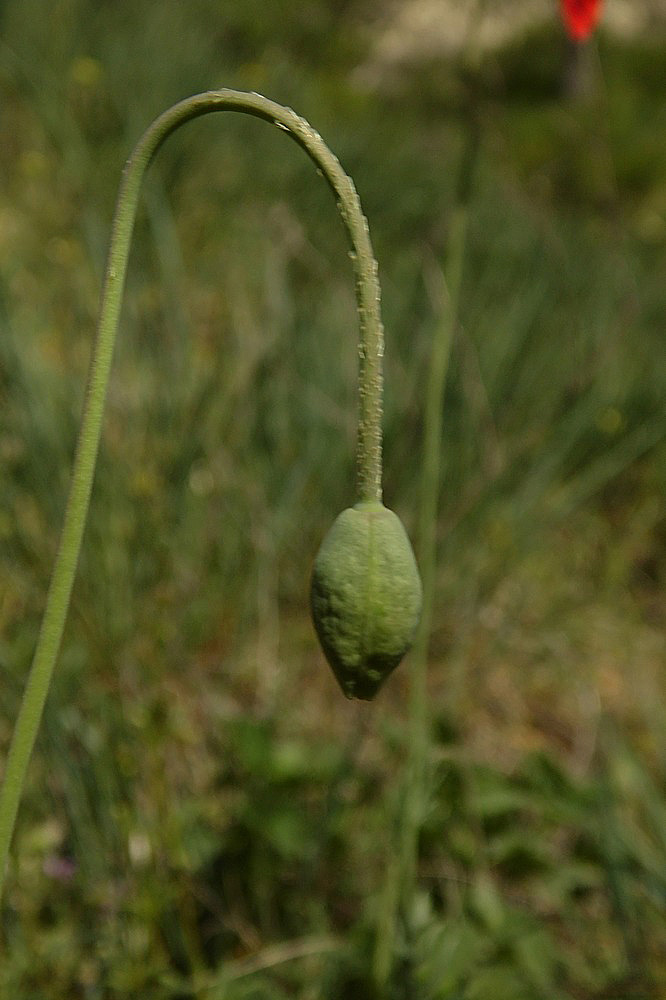 Изображение особи Papaver laevigatum.