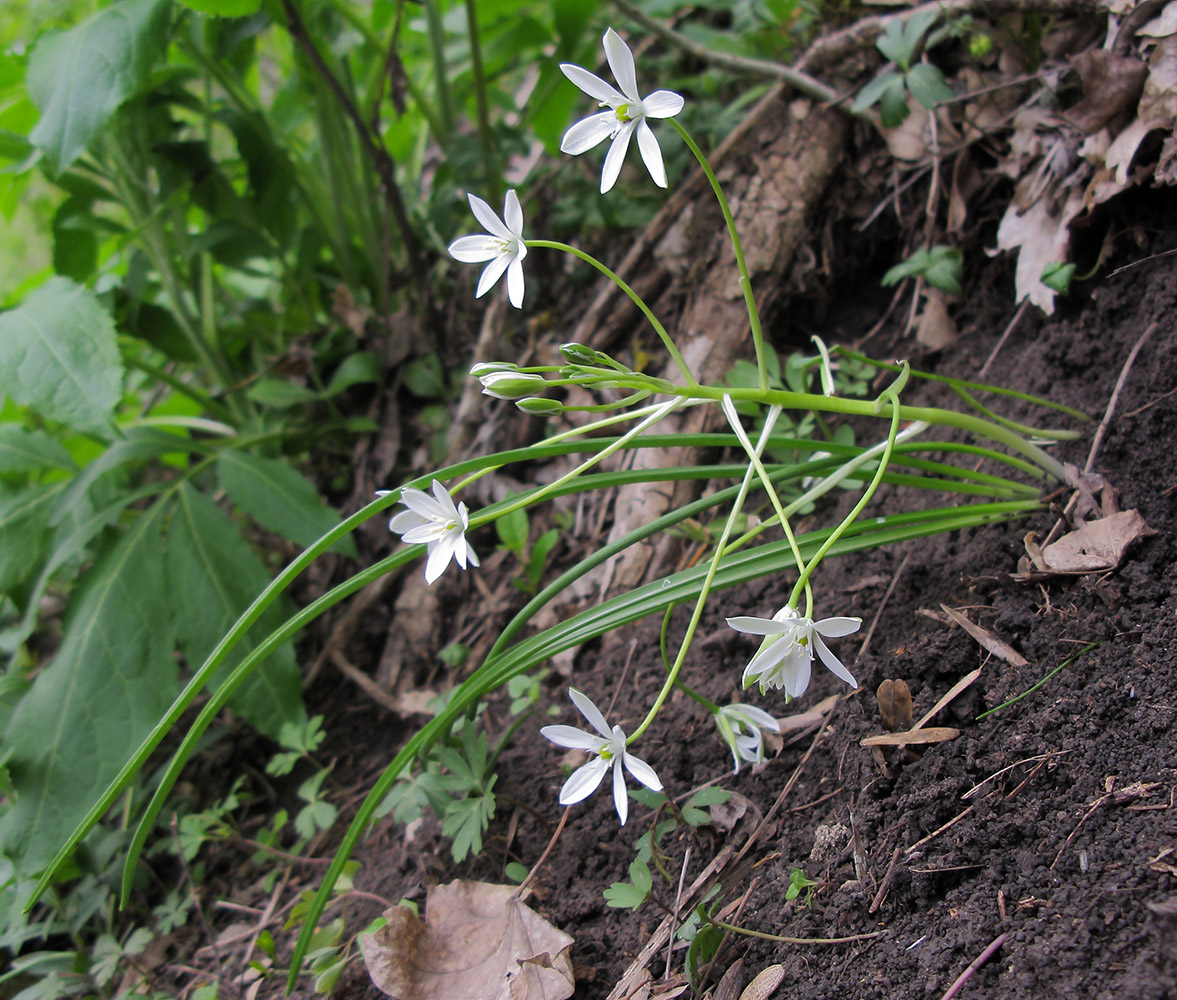 Изображение особи Ornithogalum woronowii.