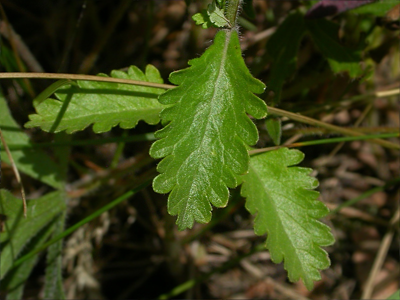 Image of Teucrium chamaedrys specimen.