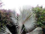 Bismarckia nobilis