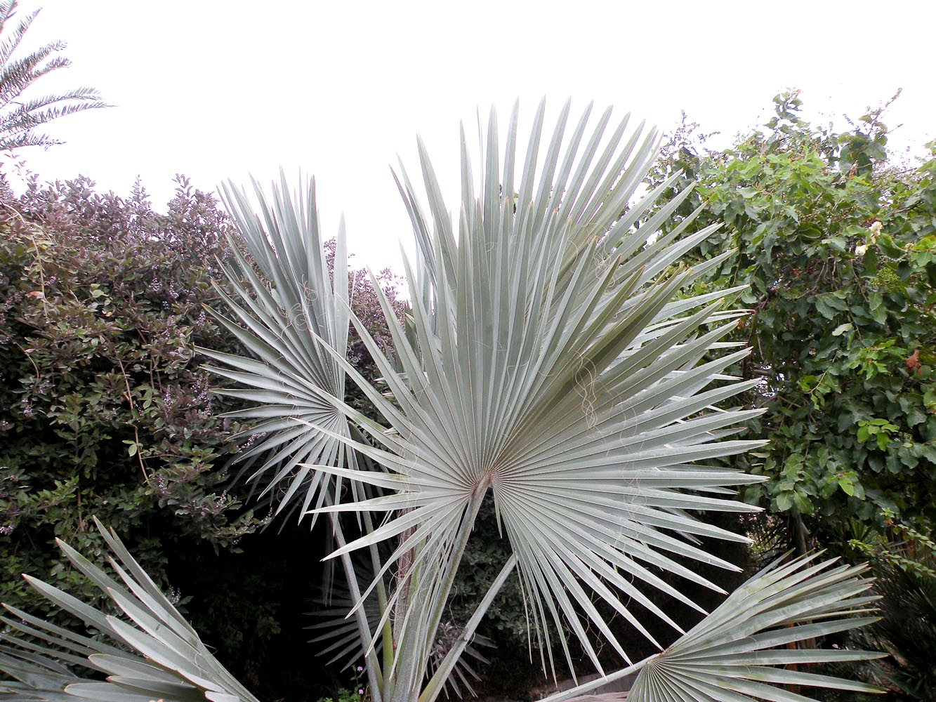 Image of Bismarckia nobilis specimen.