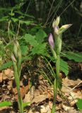 Limodorum abortivum variety viride. Растения в бутонах. Крым, окр. Алушты, гора Урага, дубовый лес. 29 мая 2014 г.
