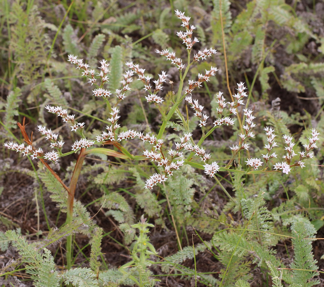 Image of Goniolimon tataricum specimen.