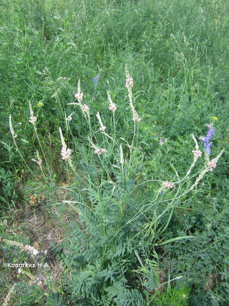 Image of Onobrychis arenaria specimen.