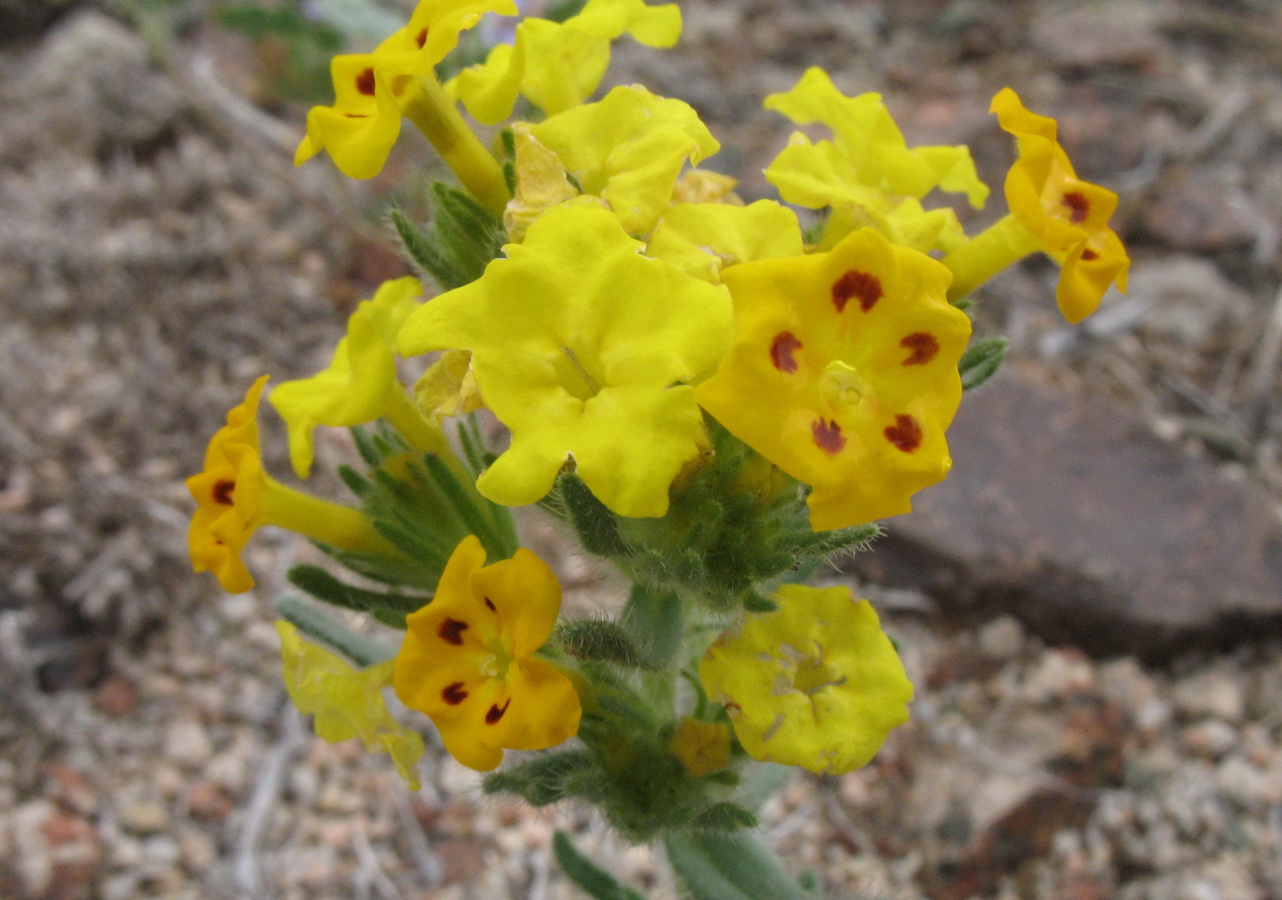 Image of Arnebia guttata specimen.